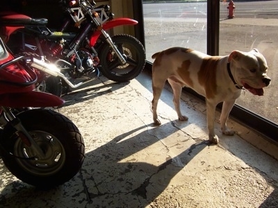 The front right side of a white and tan American Bulldog standing in front of a sliding door. There are a couple of Motorcycles to the left of it.