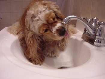 A brown American Cocker Spaniel is licking water out of a running faucet