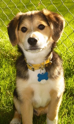 A black, brown and white American Eagle Dog is sitting on grass in front of a chain link fence and it is looking forward.