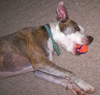 The upper half of a brown brindle with white American Pit Bull Terrier dog laying on a carpet with an orange with blue tiny football toy in its mouth.