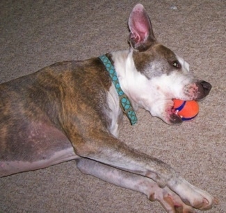 American Brindle Pitbulls