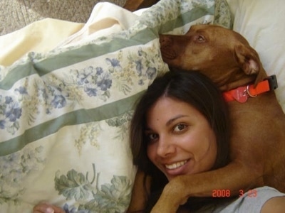 The right side of a sleeping red Pit Bull Terrier that is laying in a bed with its front paws around a lady.