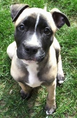 Close up - Topdown view of a tan with black and white American Pit Bull Terrier puppy is sitting on grass and it is looking up.