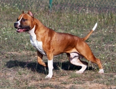 Shafford Terrier