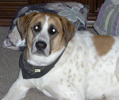 Close Up - The left side of a tri-color Anatolian Shepherd that is wearing a bandana with the name 'Missy' on it. It is laying down in front of pillows.