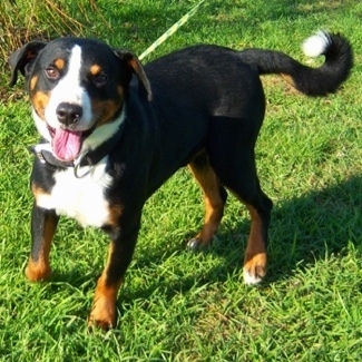 Appenzeller Dog