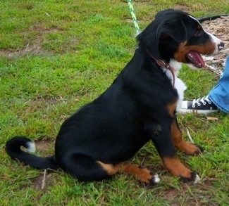 The right side of a black with brown and white Appenzell Mountain puppy that is sitting on grass with its mouth open and its tongue out