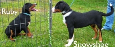 The sides of two Appenzell Mountain puppies that are faceing each other. One is sitting behind a fence with the name 'Ruby' behind it and the other is standing outside the fence with the name 'Snowshoe' under it.