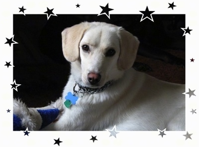 The left side of a white with tan Ausky that is laying on a carpet. There is a star border around the image.