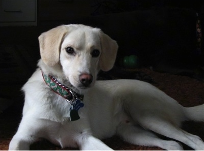 The left side of a white with tan Ausky that is laying across a carpet and it is looking forward.