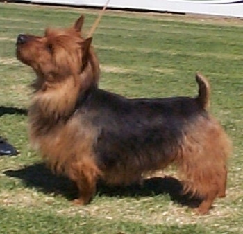 Australian Terrier