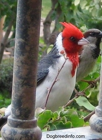 Red-Crested Cardinal standing outside next to a porch