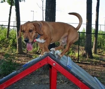 Jed the Ba-Shar climbing a dog agility A-Frame at a dog park