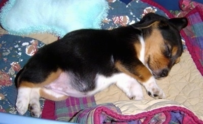 Gracie the Beagle puppy sleeping on a blanket