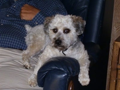 Boulee the Bichon Yorkie sitting against the arm of a chair and in the lap of a person