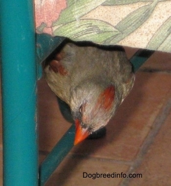 Female Northern Cardinal standing under a chair