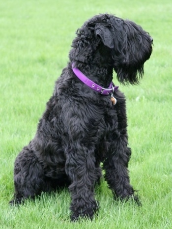 Tasha the Black Russian Terrier sitting in a field of green grass with its head turned to the left wearing a purple collar
