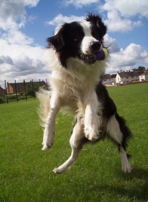 Barney the Border Collie is jumping up in the air to catch a tennis ball