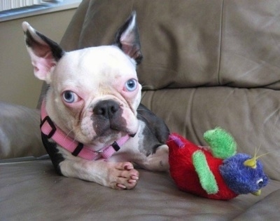 Amelia the Boston Terrier laying on a leather couch next to a colorful plush toy