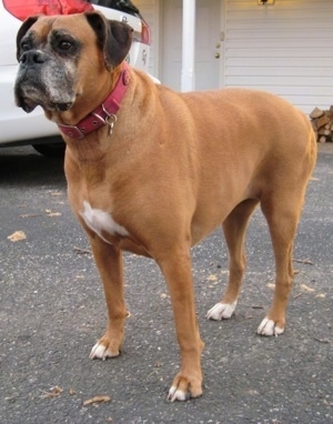 Allie the Boxer standing outside on a blacktop