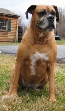 Allie the Boxer sitting outside in grass