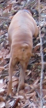 Back end view of Allie the Boxer's legs who is sniffing around outside