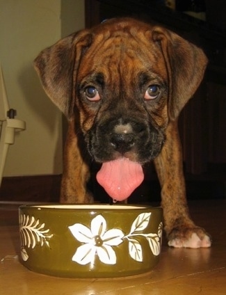 Bruno the Boxer as a puppy drinking water out of a green ceramic dish with flowers on it