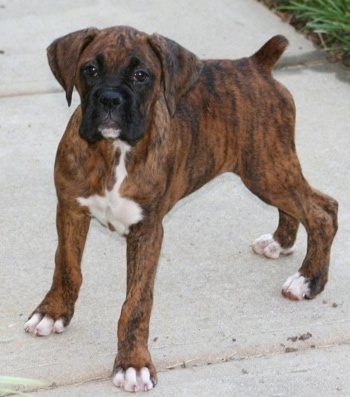 Hurley the Boxer puppy standing on a sidewalk