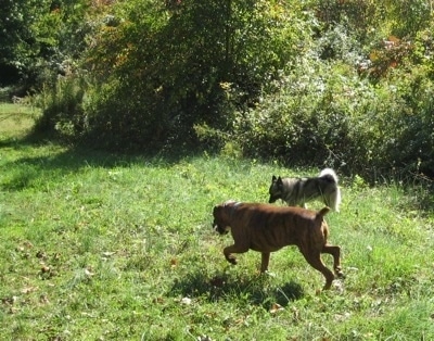 Bruno the Boxer and Tia the Norwegian Elkhound walking against a treeline