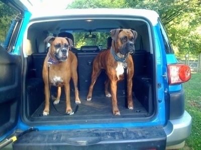 Allie the Boxer and Bruno the Boxer in the back of a blue Toyota FJ Cruiser vehicle