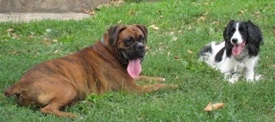 Bruno the Boxer and Darci the English Springer Spaniel laying in the lawn with there tongues out