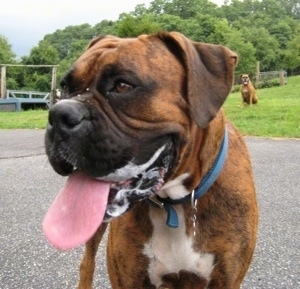 Close Up - Bruno the Boxer Slobbering