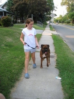 Sara looking at Bruno the Boxer walking down the sidewalk