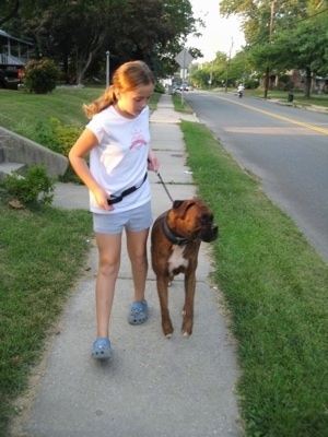 Sara is pulling Bruno so he pays attention to the way he is walking