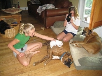 One girl placing Kung Foo Kitty on Bruno the Boxer while another girl films it and Allie the Boxer in the background laying on a dog bed just watching