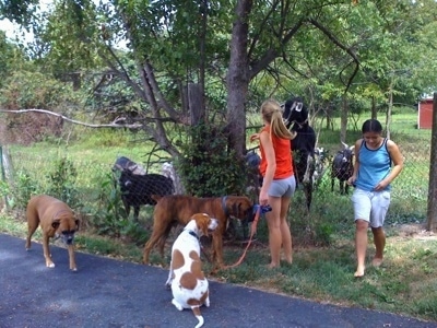 Goats coming up to the Dogs at the fence