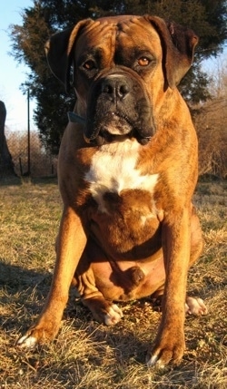 Bruno the Boxer sitting outside. The Sun is setting