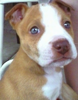 Close Up - The front right side of a tan with white Bullboxer Staff puppy that is sitting outside in a chair next to a person and it is looking forward.