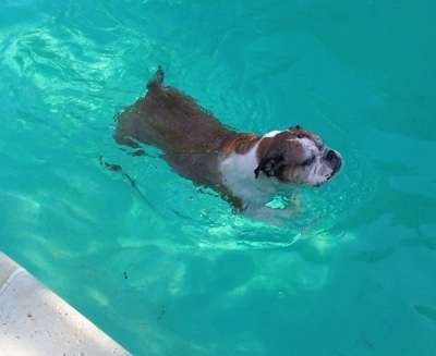 Maggie the English Bulldog swimming in an inground pool
