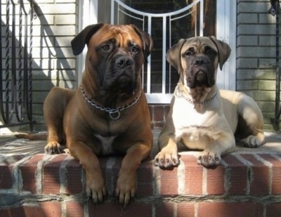 Izzy the Bullmastiff and Sonny the Bullmastiff puppy laying at the top of outside brick stairs in front of the front door to a house