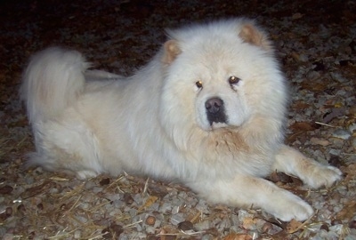 Dozer the cream Chow Chow is laying outside on a ton of rocks. He has a huge head and small eyes.