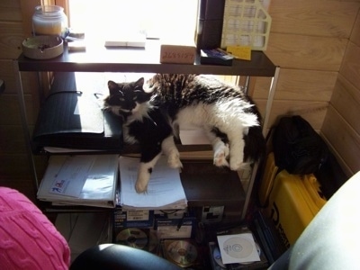 A black and white long haired cat is laying on a shelf and looking at a person sitting in a leather chair