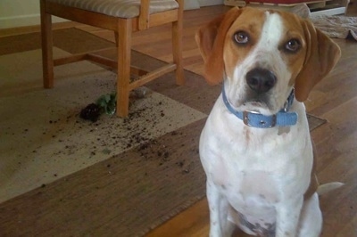 Darley the Beagle Mix is sitting in front of the camera holder and off to the right is dirt from a plant under a chair on a rug