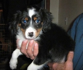 Close Up - Cava-Shell Puppy being held up in the hands of a person