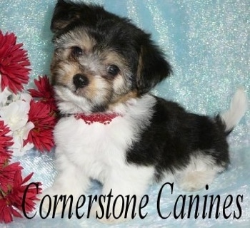 Close Up - Cheenese Puppy standing on a backdrop next to red and white flowers. Its head is tilted to the right. 'Cornerstone Canines' is overlayed