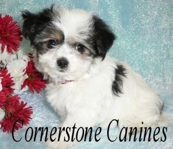 Close Up - Cheenese Puppy standing on a backdrop next to red and white flowers. 'Cornerstone Canines' overlayed