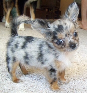 Roxi the Chihuahua puppy is standing on the carpet with its head tilted to the left. A bigger dog is in the background
