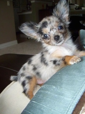 Roxi the Chihuahua puppy jumped up against the back of a chair and looking at the camera holder