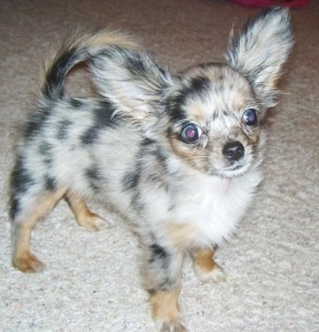 long haired chihuahua puppies for sale. Roxi, a long haired Chihuahua