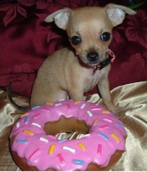 Close Up - Stoli the Chihuahua sitting behind a giant toy donut with pink icing and sprinkles and looking at the camera holder